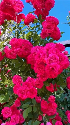 🌺 Spring Rose Garden Tour 4K | Amazing Flower Garden Views"