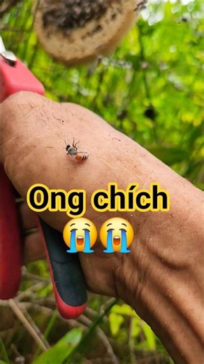 Getting stung by bees 😭😭 #wildbee #food #food #beautifulnature #beautifulnature #bee