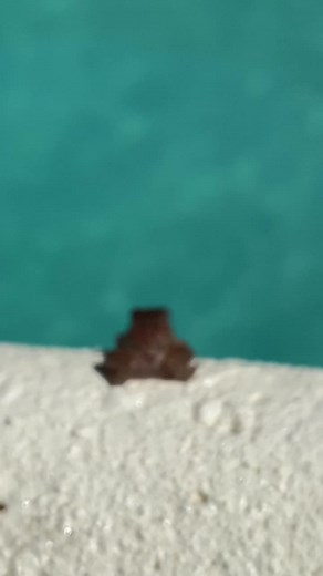 Baby Frog Dive 😂 #poolcleaning #poolmaintenance #theblueway #wildlife *No Animals Were Hurt*