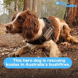 4-year-old Taylor, has rescued eight koalas since September! https://gma.abc/2RdcWmM | Good Morning America