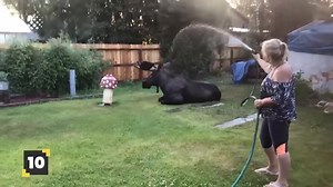 Un orignal c'est comme une plante, faut bien l'arroser quand il fait chaud! | Québec FIER