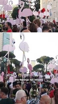 Why Flamingos are the symbol of protests in Albania