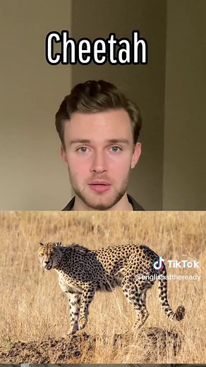 Learn the Names of Animals in English!