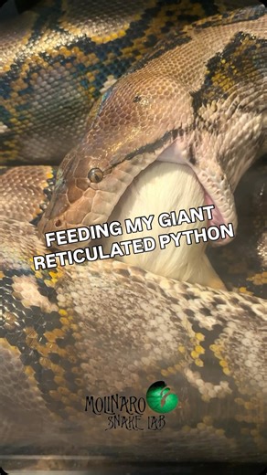 It’s been 10 days and Jinx looks hungry! #molinarosnakelab #python #snakefeeding #science #reptiles | The Molinaro Snake Lab