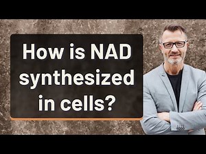 How is NAD synthesized in cells?