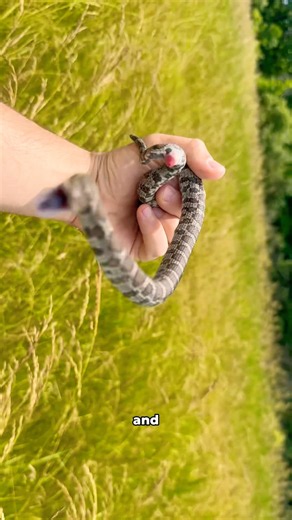 Flipping things until I find… 🐍🐍🐍