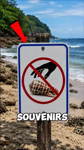 NEVER PICK UP THIS BEAUTIFUL SEASHELL ! 🐚⚠️
