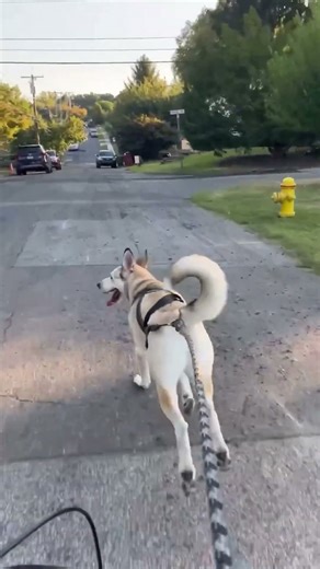 Skywalker Bike Ride ASL WORDS: READY BIKE YES #animalovers