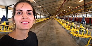 Du vide sanitaire du poulailler jusqu'au retour des poules - WikiAgri - Actualité agricole