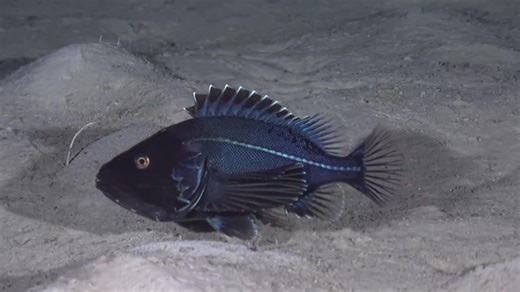 无鳔黑鮋（Ectreposebastes imus）