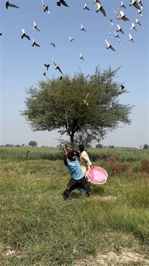 Forest 🌳 on the land poigan and crow 🐦‍⬛ attack eggs 🪺 #birdlife #outdoors #villagelife | Forest Predator