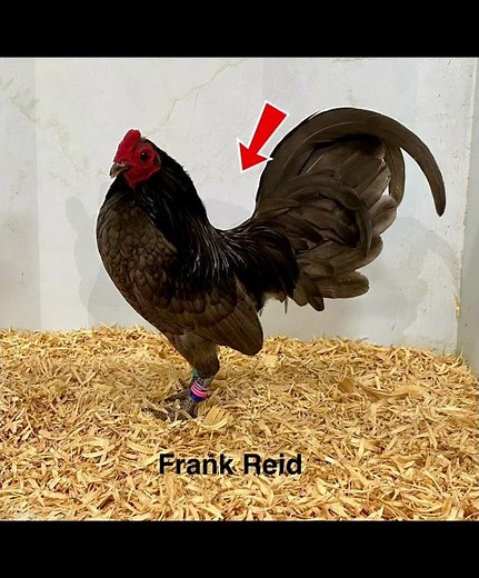 Evaluating Old English Game Bantams #cluckerbooks #gamerooster #chicken #gallos