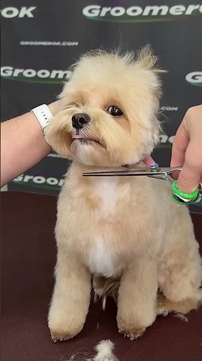 Curly Maltipoo Glow Up