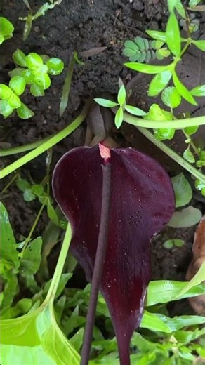🌿 Typhonium roxburghii – The Mysterious Dwarf Voodoo Lily!