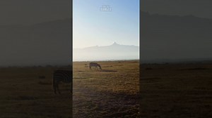 Zebra’s Mount Kenya Adventure: Must-See Wildlife Scene