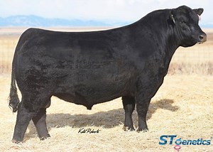 2.8K views · 56 reactions | STgenetics's Director of Beef Genetics, Aaron Arnett, sat down with Doug Worthington of VINTAGE ANGUS RANCH to discuss V A R Legend 5019! Check out this video to see what they had to say about Legend. Conventional semen at $25/straw and SexedULTRA 4M at $45/straw are both available! Give us a call at 866.589.1708 or visit our website at www.stgen.com for more information! | STgenetics Beef | Facebook