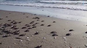 12K views · 367 reactions | In 2017, a total of 326 sea turtle nests were laid on Hilton Head Island beaches — more than 20 percent less than the record-setting 2016 season. But South Carolina’s sea turtle nest numbers have been gradually rising over the past decade, mirroring similar trends in neighboring states READ MORE: https://bit.ly/2NMPfhV | The Island Packet | Facebook