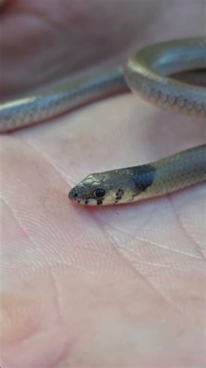 legless lizard #snake #venomouscreatures #dangeroussnake #reptiles #wildlife #animals