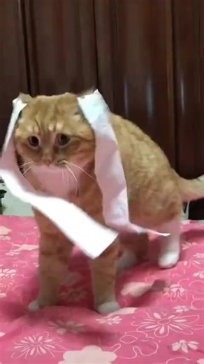 Cute Animal Leaps with Delight