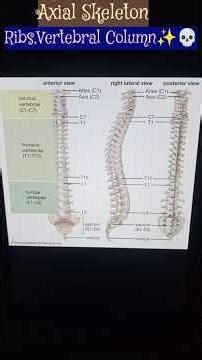 "Memorize 26 Bones in 2 Minutes:! The Vertebral Column And Ribs✨💀 #study #youtube