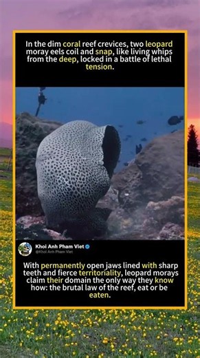 Leopard Moray Eels: Deadly Battle for the Reef#LeopardMoray #MorayEelFight #CoralReefWildlife