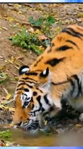 Wild Animals in Their Natural Habitat | Amazing Wildlife Moments (4K) #elephant #wildanimals #wild