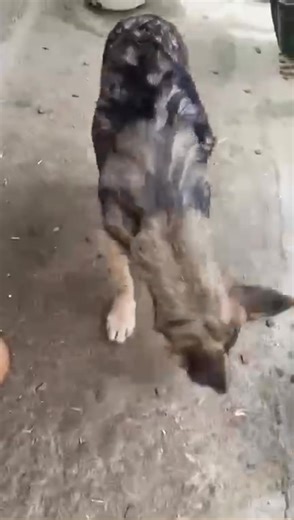 Wer hat die süßesten Öhrchen in Baile? Ach, was sag ich, in Rumänien⁉️ Richtig, es ist die bezaubernde ANAÏS 💝, und weil sie so viel Platz hinter den Öhrchen hat, hat sie's auch faustdick dahinter 🤣. Sie ist eine ausgebuffte Zaunkletterin! 😳 📍Zaunkletterin 😪Ersterfassung 7/2025 im Tierheim in Baile Der französiche Name ANAÏS bedeutet zwar "die Makellose, Reine", doch unsere kleine ANAÏS, geboren im April 2025, neigt zu Schabernack 🥳. Sie will so dringend raus aus ihrem trostlosen Zwinger, 