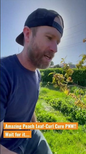 Peach leaf curl cure! Finally an organic solution! PNW food Forest fruit tree pest solution. Fungus