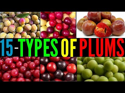 15 Types Of Plums / Catagory Of Plums / Plums Cultivation / Differen types of Fruits / Plums Plums