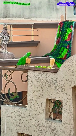 My Best Friend Wild Green Parrot 🦜. #parrot #wildlife #ecosystem