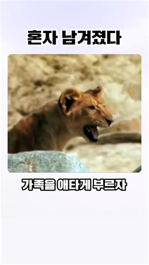 홀로 남겨진 새끼 사자의 마지막 외침