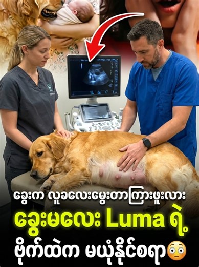 ခွေးမလေးရဲ့ ထူးဆန်းတဲ့ ကိုယ်ဝန် သတင်း