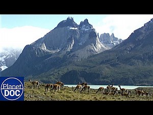TORRES del PAINE: El Reino del Cóndor, Señor de los Andes 🏔️🦅 | Planet Doc