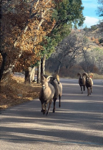 Boy was there a lot of rut action today. These 4 rams 🐏were chasing one Ewe to mate. She was not having it. They were chasing for at least 20 minutes. They were all huffing and puffing and panting. Ram #65 my favorite could not keep up with the other males. He was too out of breath. #rams #bighorn #wildlife #colorado