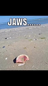 2.3M views · 17K reactions | 麗 | Red Squirrel | Facebook