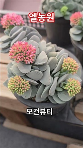 #MorganBeauty #Succulents #El Farm #Lee Su-yeon #Doraji Flower
