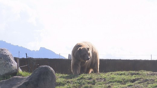 Brutus at Montana Grizzly Encounter has died