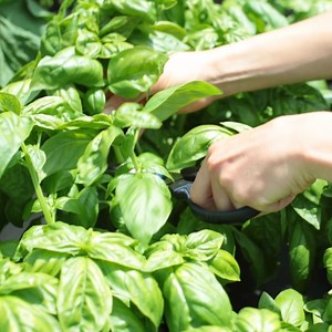 There's never been a better time to grow your own food. We make it ridiculously easy. 🌿Organic & NonGMO Seeds 📅 Plants you can grow all year long 📱Design your garden online 📬We build and ship it to you 💦Just add soil and water 🎁Buy now & plant later, or gift a garden 🌽🥕🥗Month's worth of healthy food! 🦈Shark Tank approved! | Seedsheet