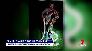4.4K views · 34 reactions | A Mooroobool couple had to find another place to park last night, after discovering a five metre scrub python in their carport. www.7News.com.au #7News | 7NEWS Cairns | Facebook