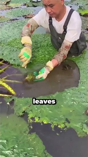 Why Are These Giant Water Lily Seeds So Expensive #shorts