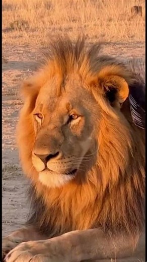 lion used as massage chair porcupine #funny #comedy #trending #shorts