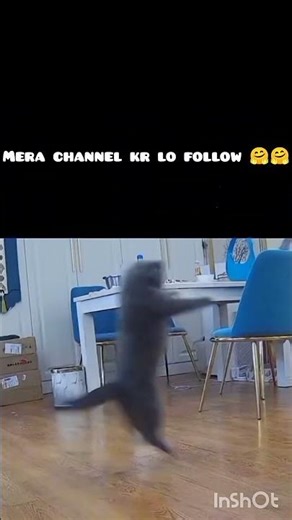 Best cat 😺 fun dance 🎶 #shorts #cat #japan #viral