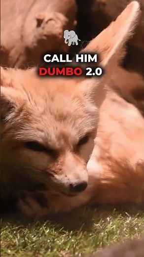 Why Fennec Foxes Might Be the Coolest Pets in the World