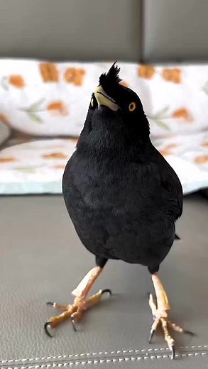 Amazing! Myna can singing ❤️✨ #pet #talkingbird #birdsofinstagram #birds #birdsspeak #birdsbecometheessence #birding #animal #會說話的鳥 #birdsarefine #commonhillmyna #animals #birdwatching #breakbird #reelsfb #love | Daily Birds