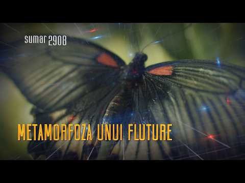 Teleenciclopedia - sumar 6 iunie