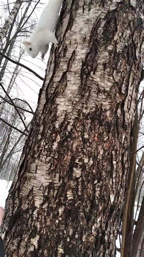 Winter Nature 2025 Squirrel XXX #squirrel #shorts #nature