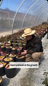1.1K views · 295 reactions | A growth update of our bare root roses! ✨華 #roses #barerootroses #garden #gardening #native #nativeplants #plants #grow | Petals From The Past | Facebook