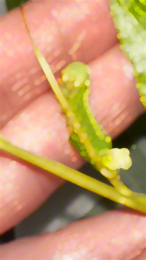 26K views · 916 reactions | The sweetest little moth you’ll ever see! The Luna moth! This and the deaths head moth is my all time favourite and you can Probally see why! #Lunamoth #moths | Jumping spider & Moth life | Facebook