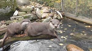 Die Zwergotter sind äußerst beliebt bei den Besuchern. Wenn es Futter gibt, sind die Tiere besonders agil. Tierpflegerin Nicole Wiederich hat diesmal etwas Fleisch in zwei Bällen versteckt. | Zoologischer Stadtgarten Karlsruhe