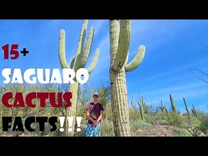 15 FUN FACTS About the FAMOUS SAGUARO CACTUS, Saguaro National Park, Sonoran DESERT, AZ